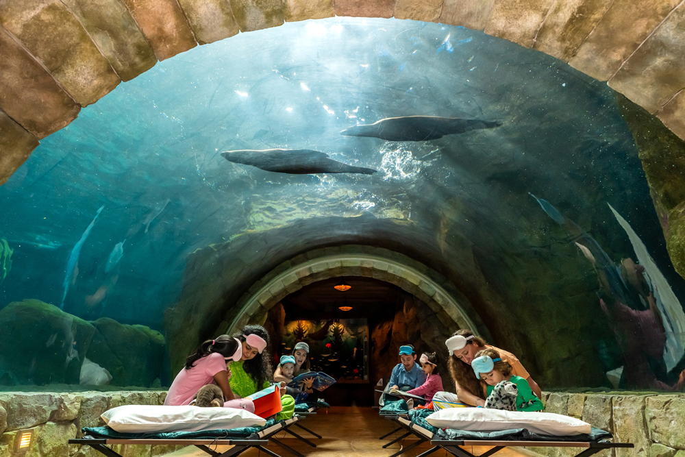 SeaWorld-Abu-Dhabi-Sleepover-3