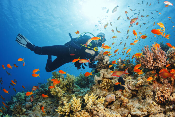 Constance-Havalaveli-Placeholder