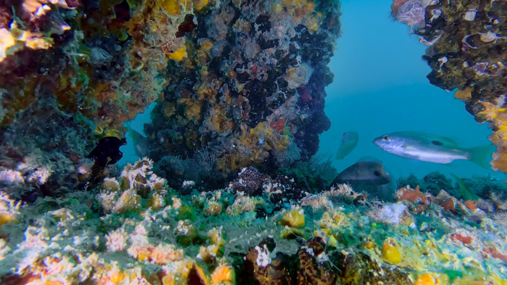 Dubai-Reef-Under-Water
