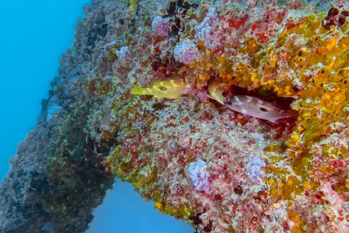 Dubai-Reef---Under-Water