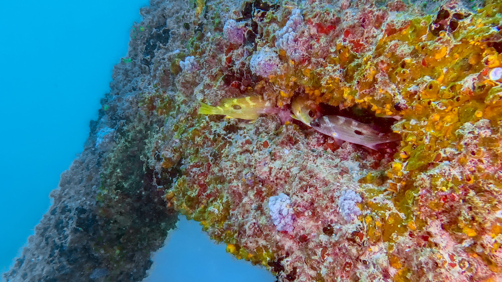 Dubai-Reef---Under-Water