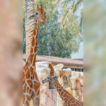 Emirates-Zoo-Park