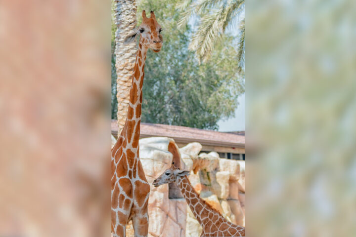 Emirates-Zoo-Park