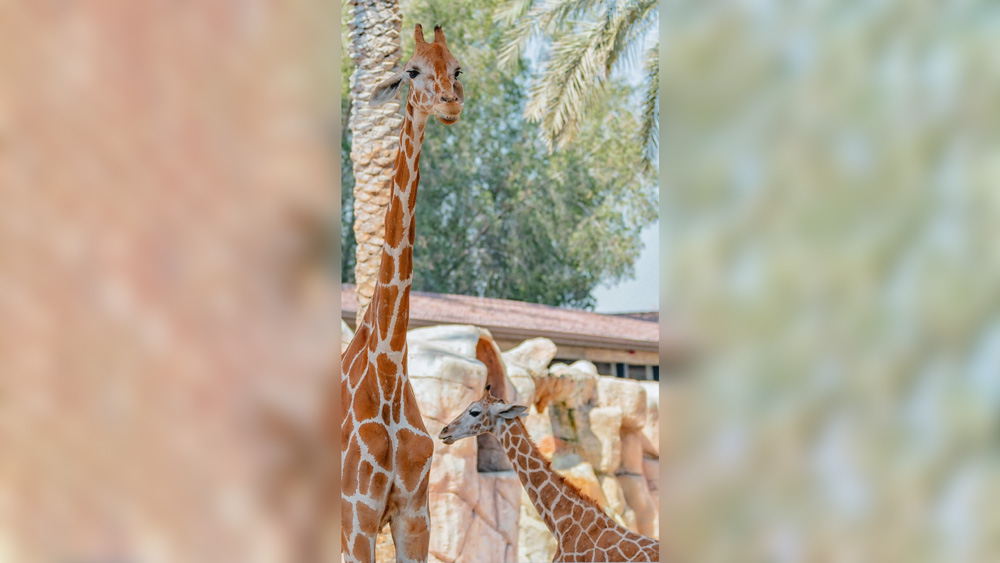 Emirates-Zoo-Park