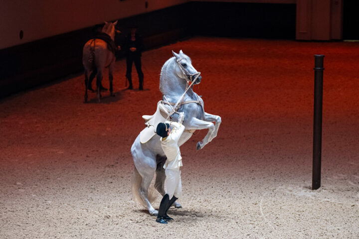 Abu-Dhabi-Royal-Equestrian-Arts