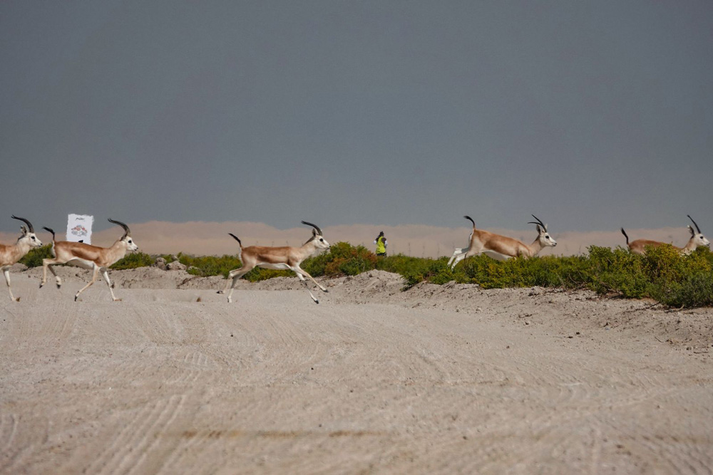 Hood-Coast-Dubai-Run